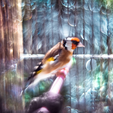Crea tu propia lente para conseguir un bokeh mágico con tu cámara digital
