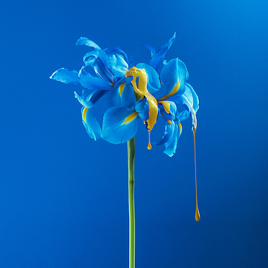 La belleza de la naturaleza en gotas, pintura y flores