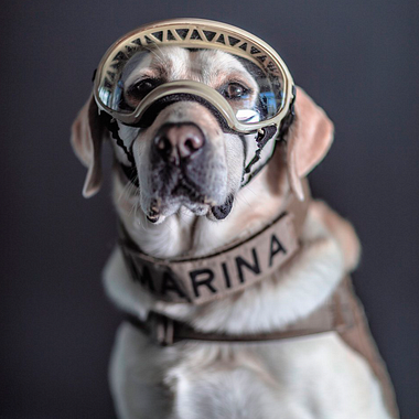 Los perros rescatistas de la Marina son retratados por Santiago Arau