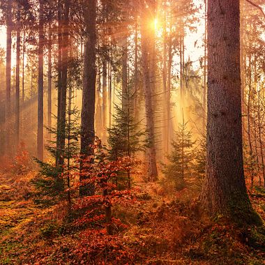 Cómo aprovechar la luz de otoño en tus fotografías