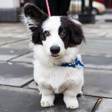 Conoce a 10 de los mejores fotógrafos de perros