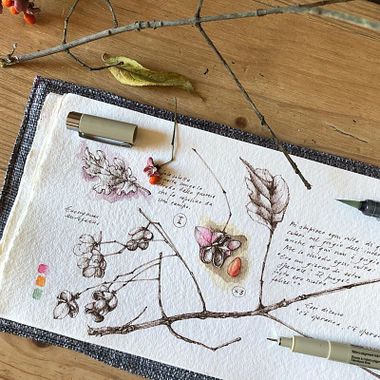 7 ilustradores botánicos que te inspirarán