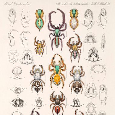 6 marcos na evolução da ilustração científica