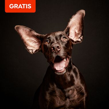 Descarga gratis una guía de composición fotográfica