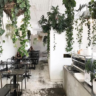 Cómo decorar con plantas 