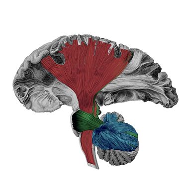 Art of Neuroscience Awards 2020