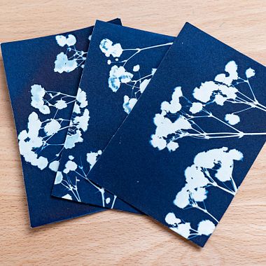Cyanotype Tutorial: Printing with Leaves and Flowers