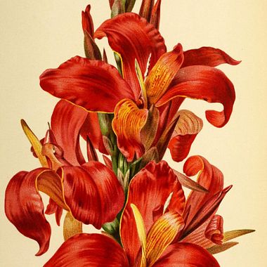 Over 9000 Free Botanical Illustrations Made by Women