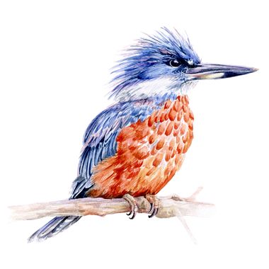 The Importance of Observation When Drawing Birds