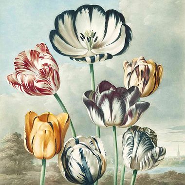 What Is Botany, and How Does It Inspire Creativity?