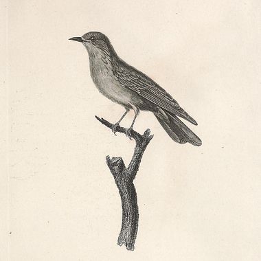 Baixe grátis mais de 270.000 ilustrações do catálogo da Biodiversity Heritage Library