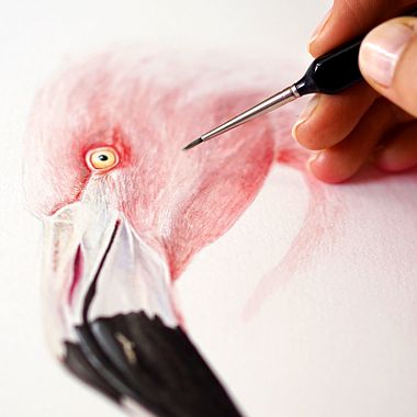 5 cursos online para aprender ilustración naturalista desde cero