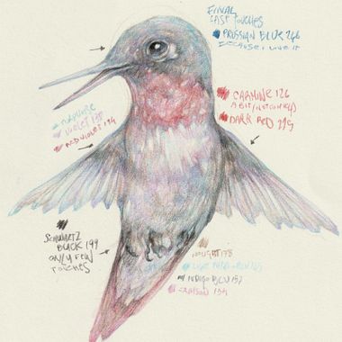 Free Short Guide for Drawing a Hummingbird