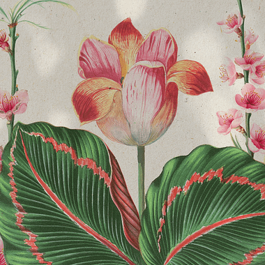The History of Botanical Illustration