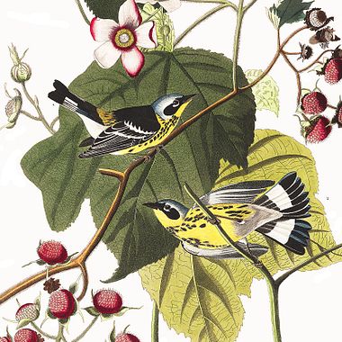 Gratis 435 acuarelas de pájaros del siglo XIX 