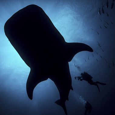This Award-winning Colombian Photographer Dedicates His Life to the Ocean