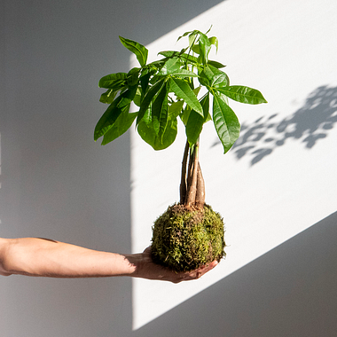 10 exemplos de Kokedamas para conhecer a arte das bolas de musgo