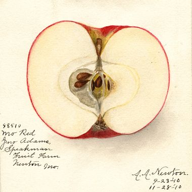 Descubra 7 mil aquarelas de frutas e vegetais grátis