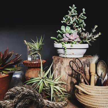 Suggerimenti per creare un angolo botanico in casa tua