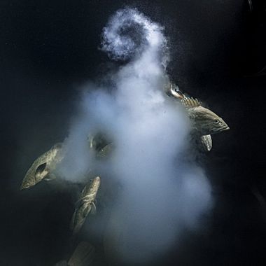 En imágenes, las fotos ganadoras del ‘Wildlife Photographer of the Year 2021’