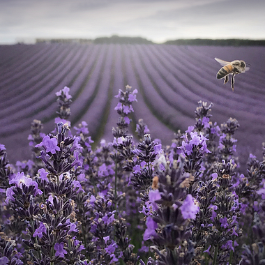 5 consejos fáciles para fotografiar con móvil increíble