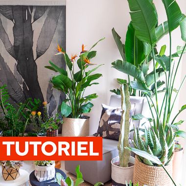 Tutoriel déco : quelles plantes d'intérieur intégrer chez vous ?  