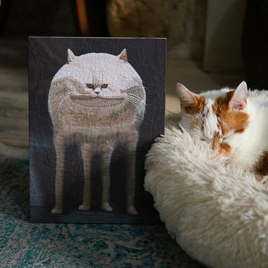 Top 5 proyectos de gatos de la comunidad