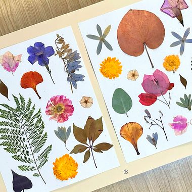 Los colores de las plantas