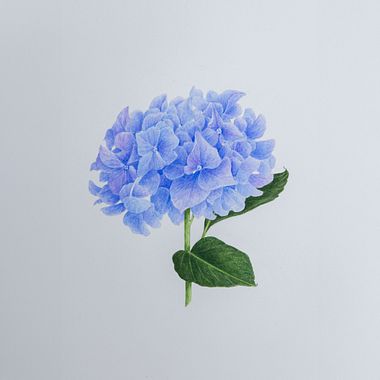 Free Lessons: Botanical Illustration