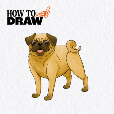 Drawing Tutorial: How to Color a Pug