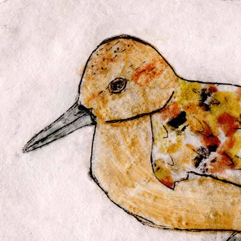Red Knot