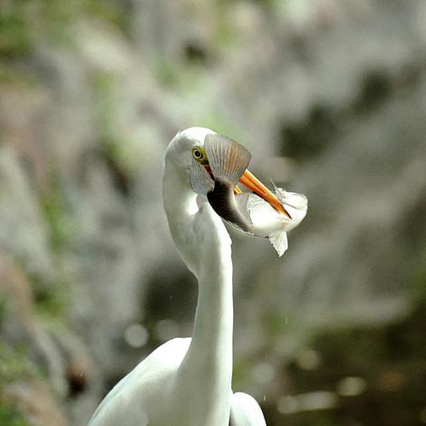 Ojo de garza
