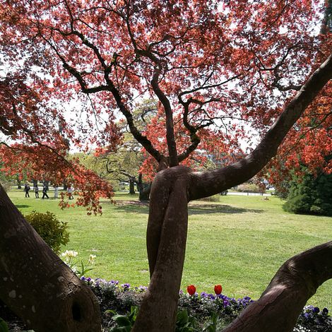 Intertwined tree 