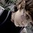 Lucas Adryan