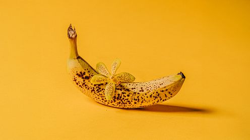 Creative Still-Life Photography Specialization: Master Lighting and Composition