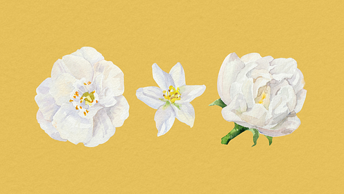 Specialisatie in botanische en naturalistische illustratietechnieken