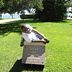 Amós Domingos