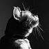 lise_ribot lise_ribot