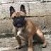 bruno_tarelov bruno_tarelov