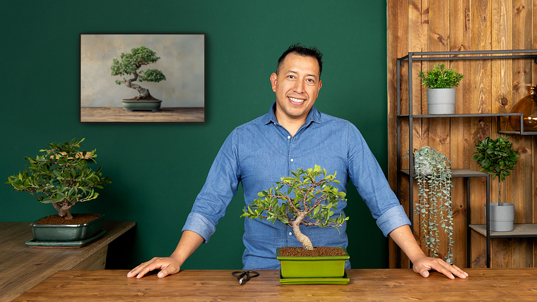 Dominando a arte do bonsai: técnicas de cultivo e modelagem