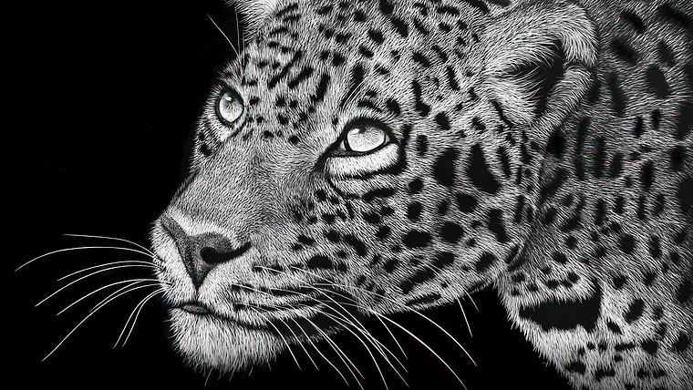 Ilustración naturalista con scratchboard