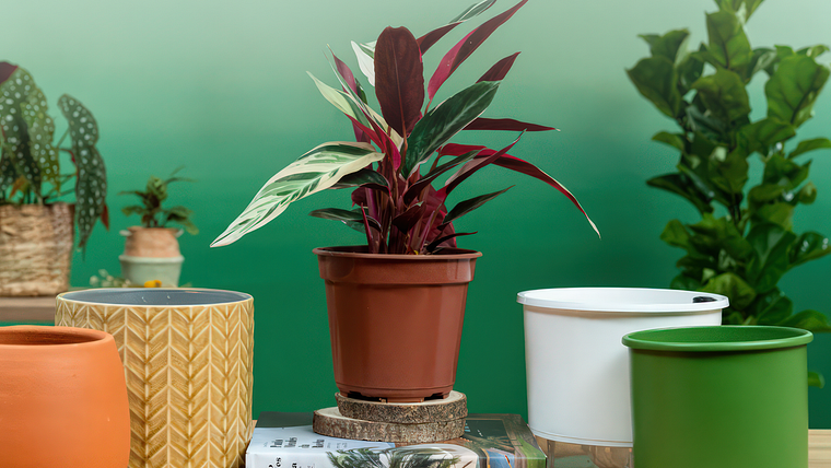 Décoration expressive avec des plantes d’intérieur
