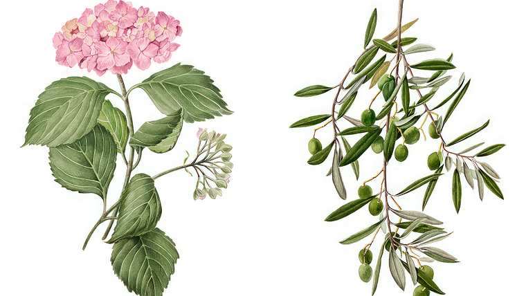 Realistic Botanical Watercolor Drawing