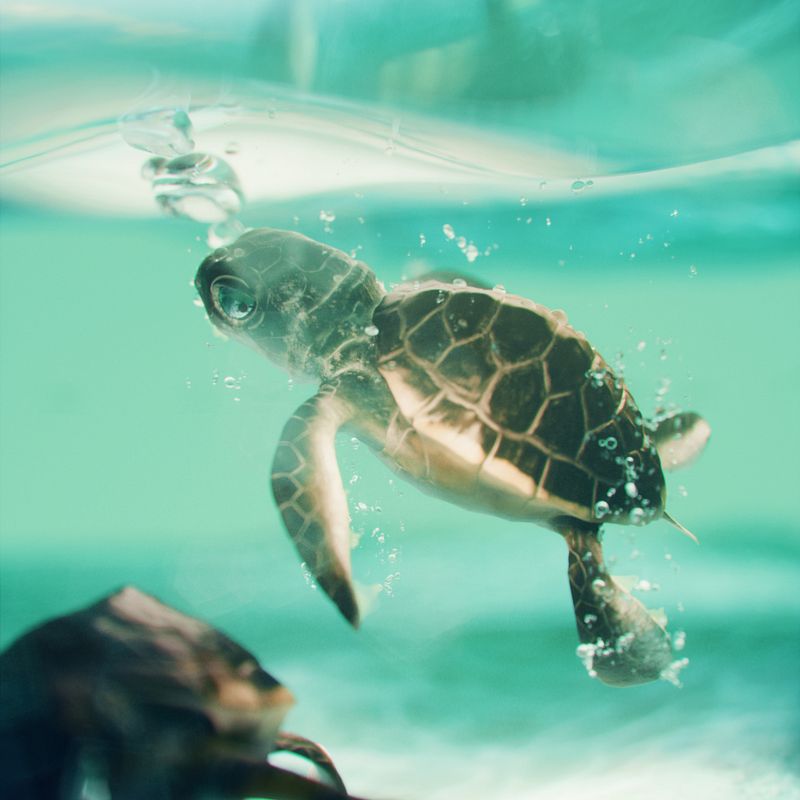 Tortuga 