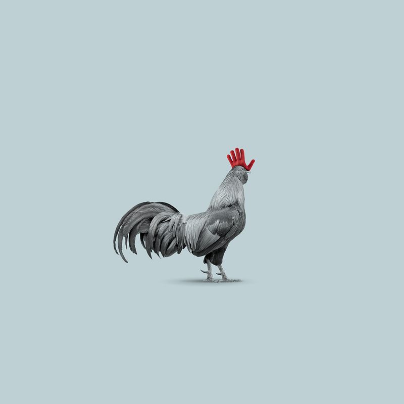 Otoño e Invierno en Corral de García (El Gallo y la Hoja; El Gallo y el Guante)