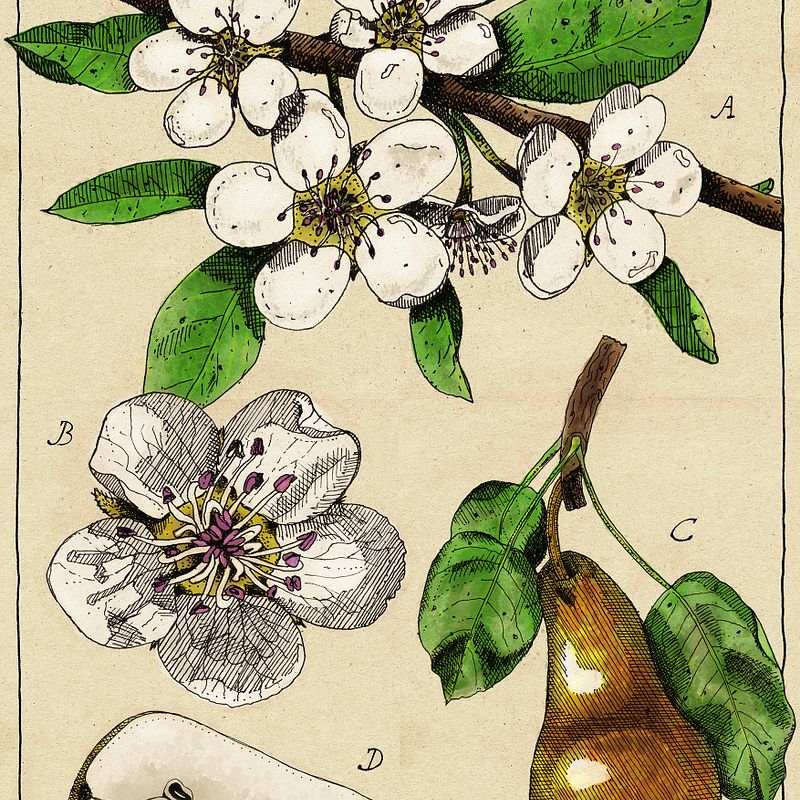 My project in Botanical Illustration: From Notebook to Print course