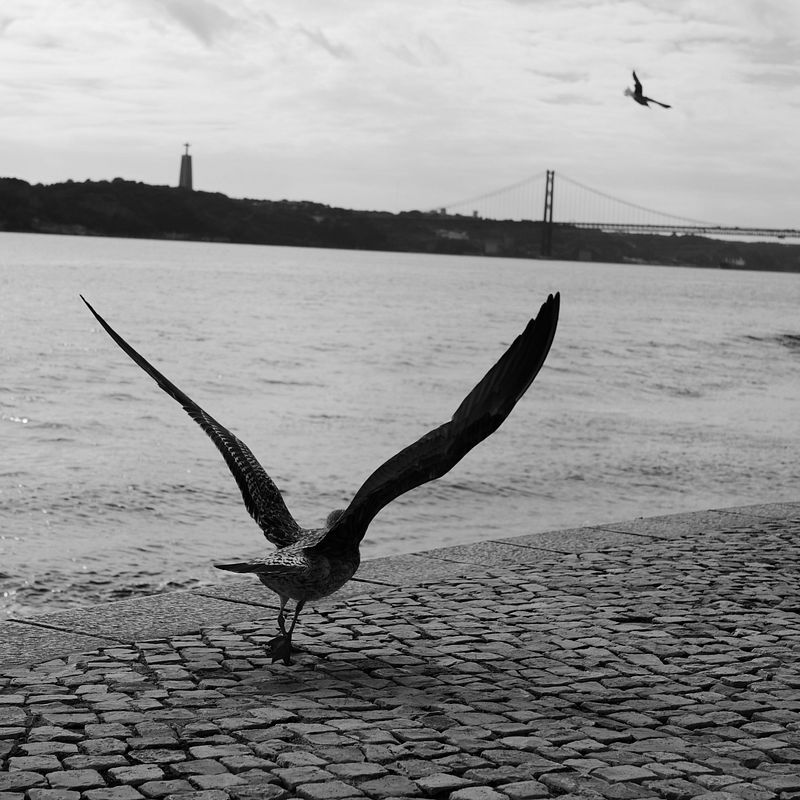 Lisbon's spirit