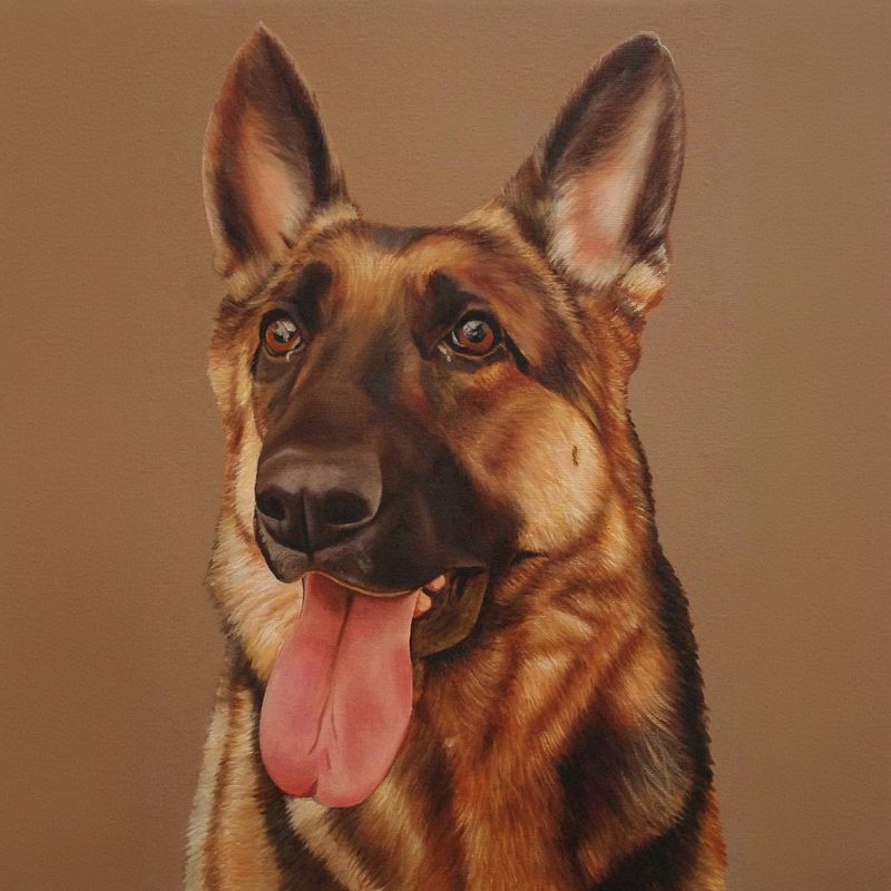 Portrait of a German Shepherd / Retrato de pastor alemán