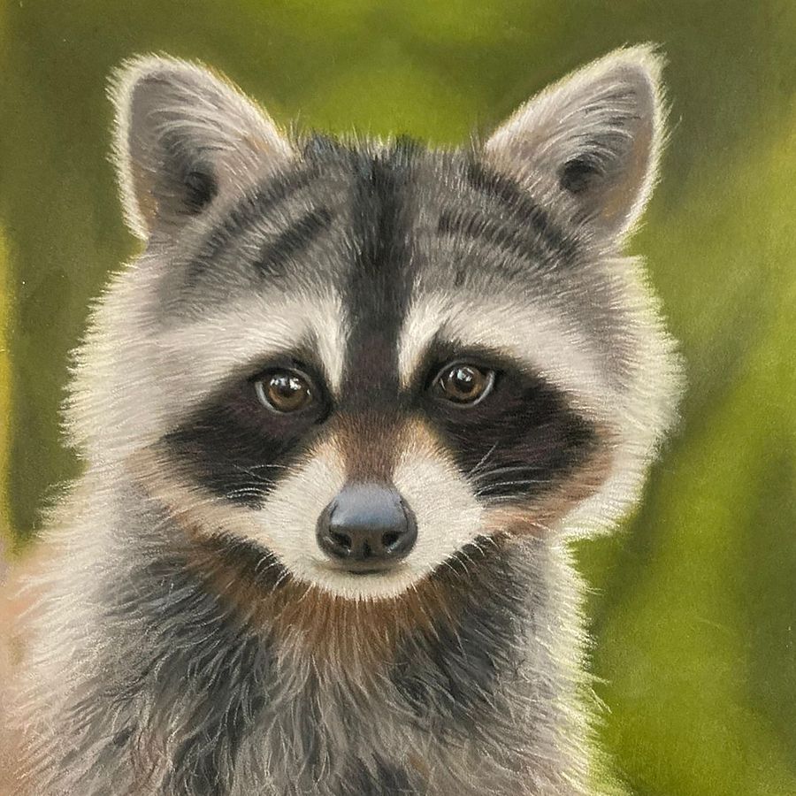 Mapache en pastel