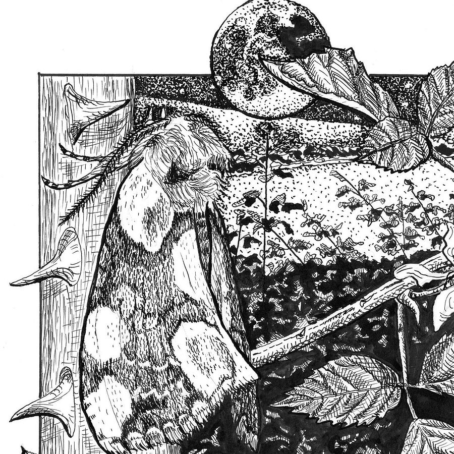 Thyatira batis L. in its natural environment in ink